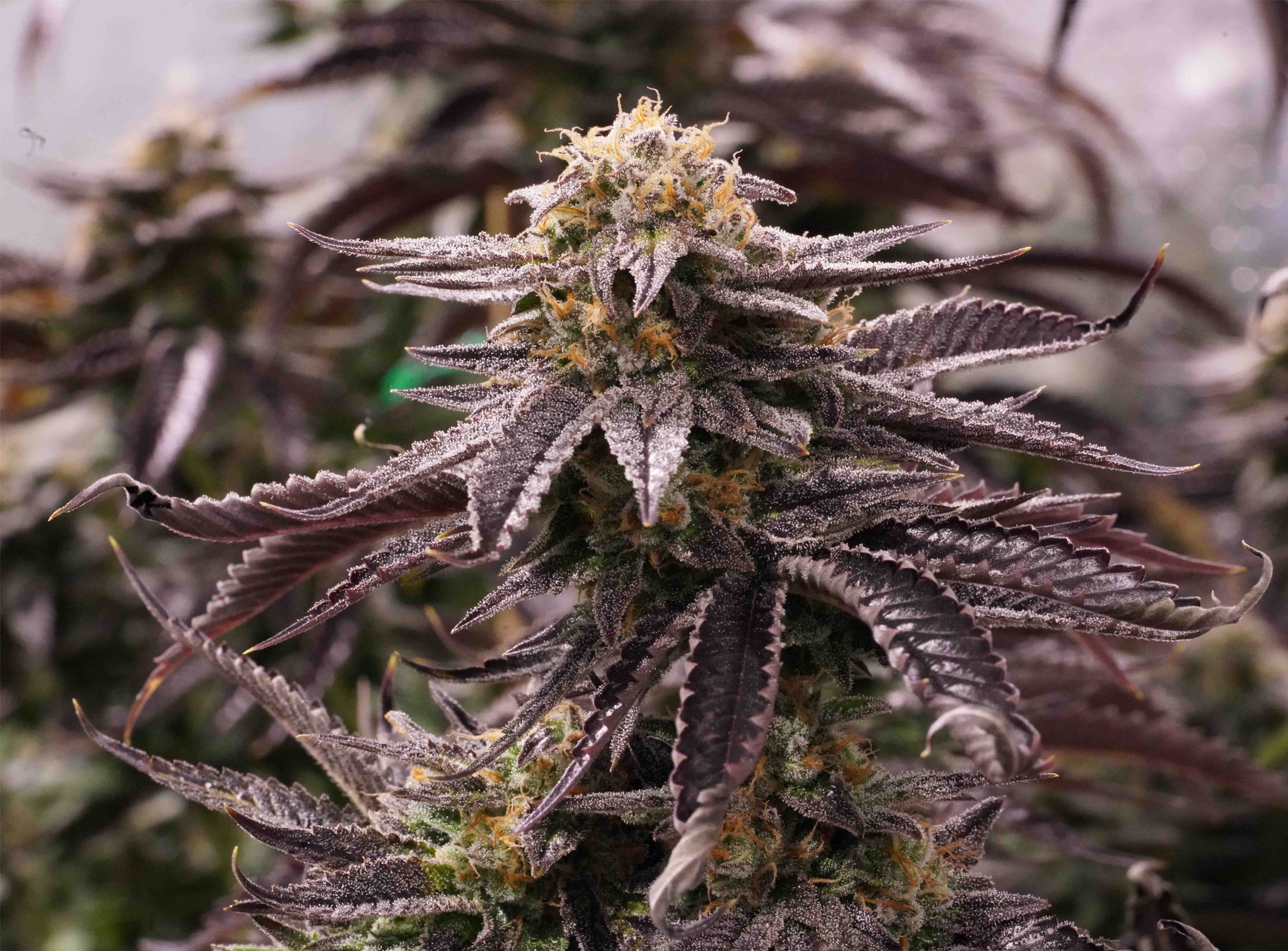 Humboldt Seed Organization - OGKZ (fem.)
