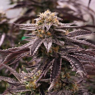 Humboldt Seed Organization - OGKZ (fem.) 06103