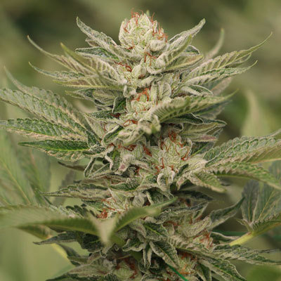Humboldt Seed Organization - Sapphire Scout (fem.) 06104
