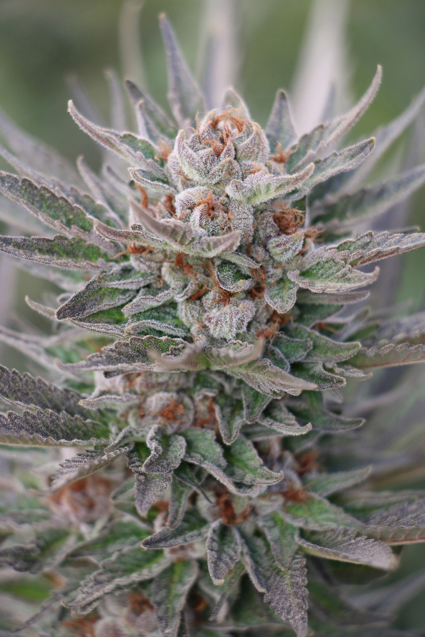 Humboldt Seed Organization - Sapphire Scout (fem.)