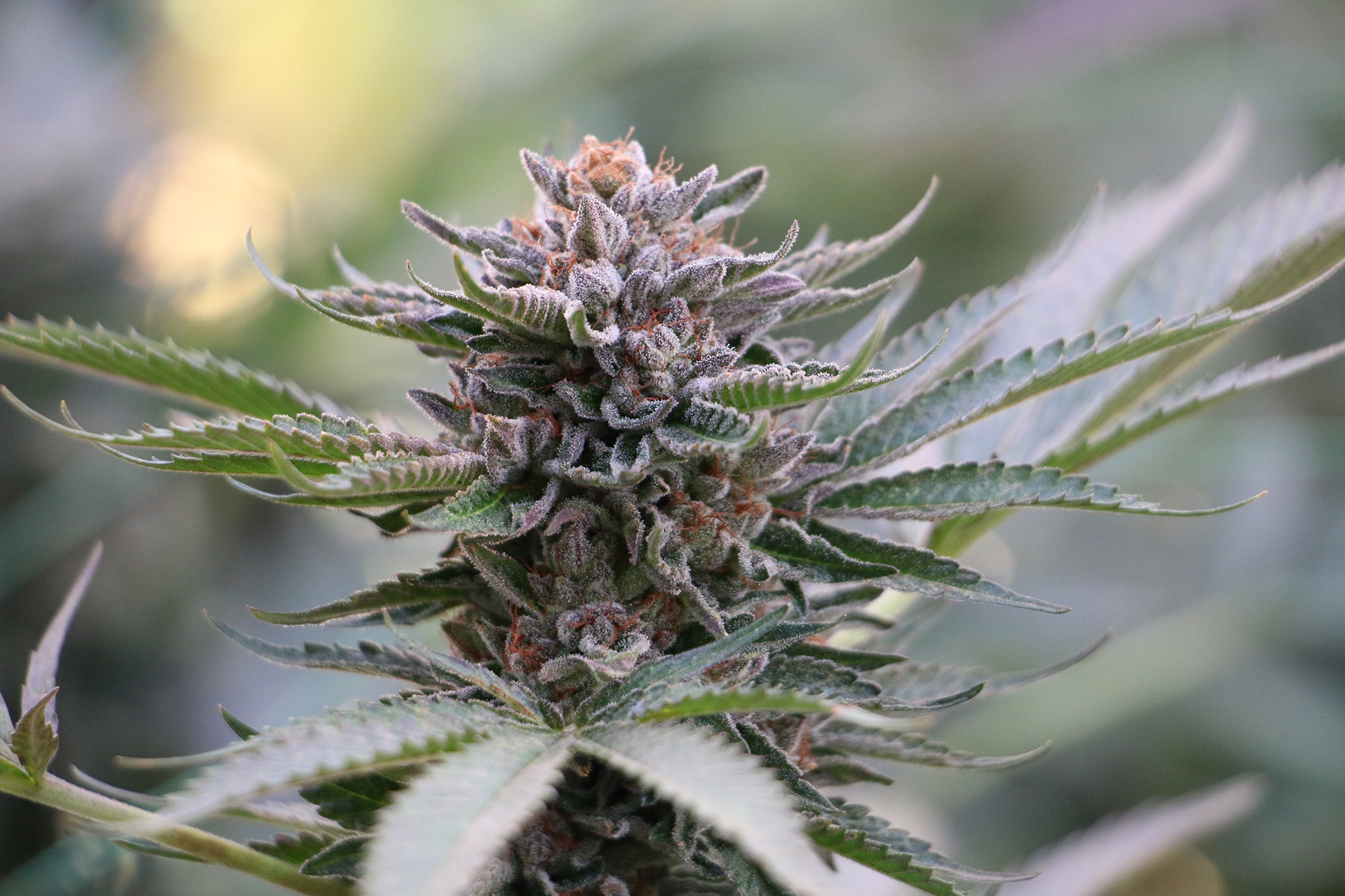 Humboldt Seed Organization - Sapphire Scout (fem.)