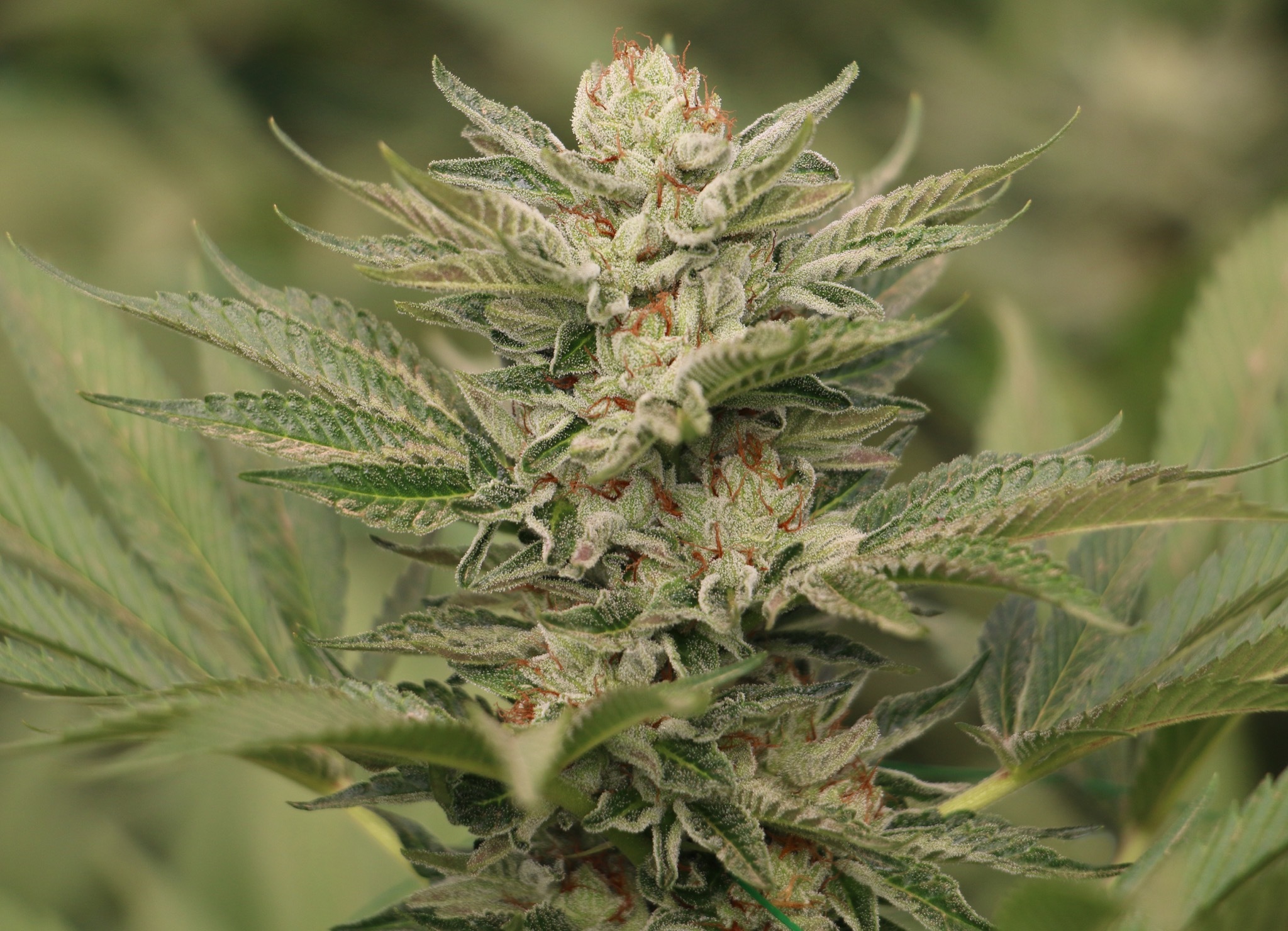 Humboldt Seed Organization - Sapphire Scout (fem.)
