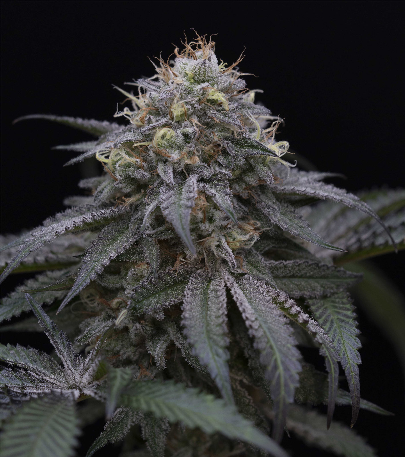 Humboldt Seed Organization - Sugar Breath (fem.)