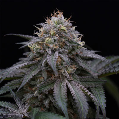 Humboldt Seed Organization - Sugar Breath (fem.) 06105