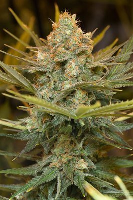 Humboldt Seed Organization - Three Blue Kings (fem.) 06106