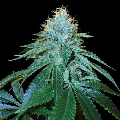Reserva Privada (DNA Genetics Seeds) - The OG #18 (fem.) 04085