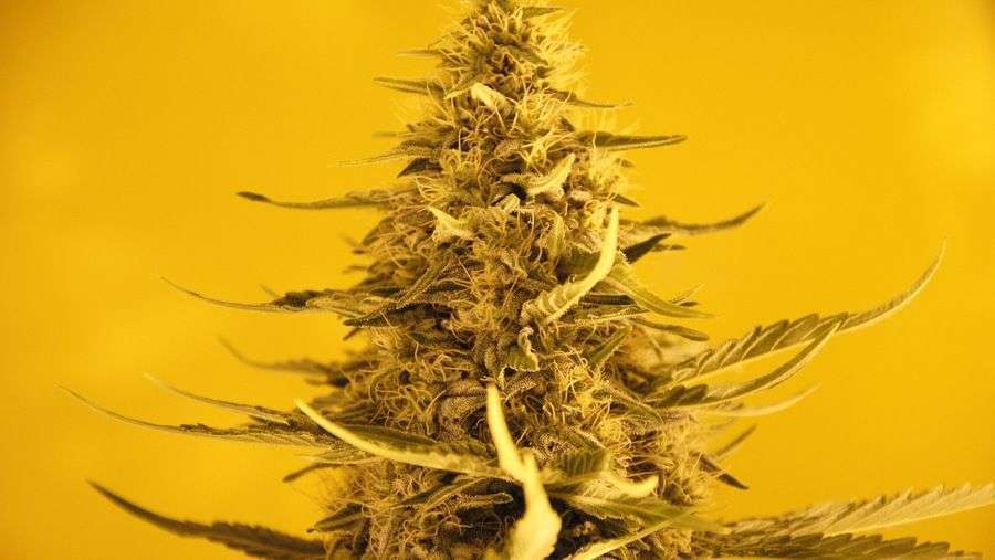 Nirvana Seeds - White Widow (fem.)
