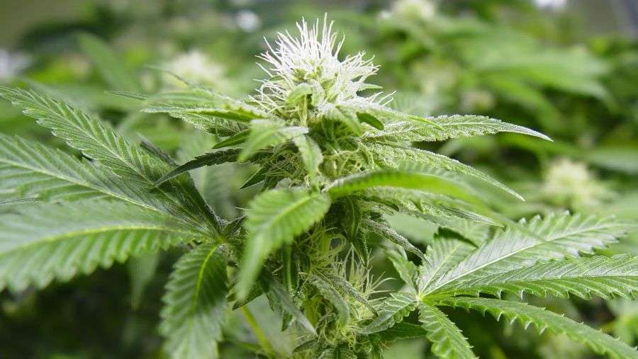 Nirvana Seeds - White Widow (fem.)