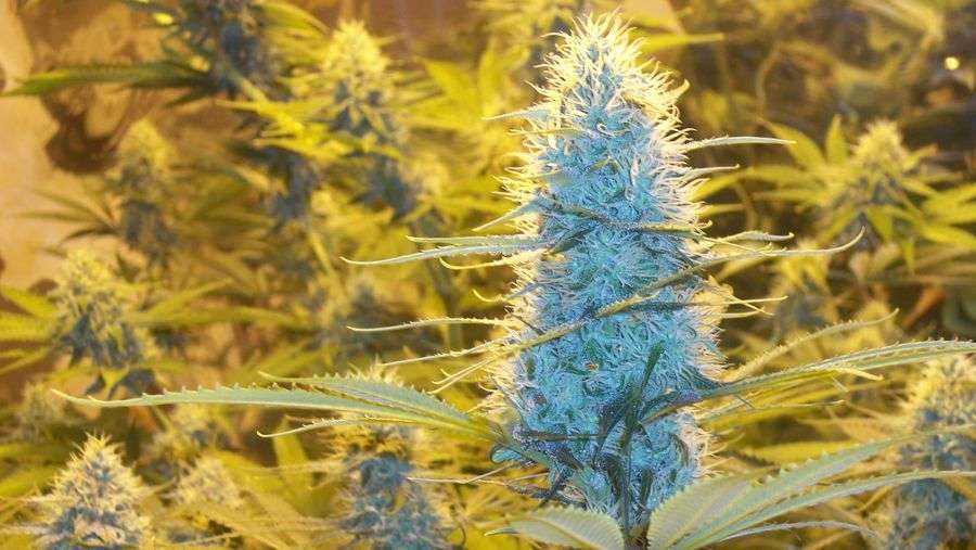 Nirvana Seeds - White Widow (fem.)