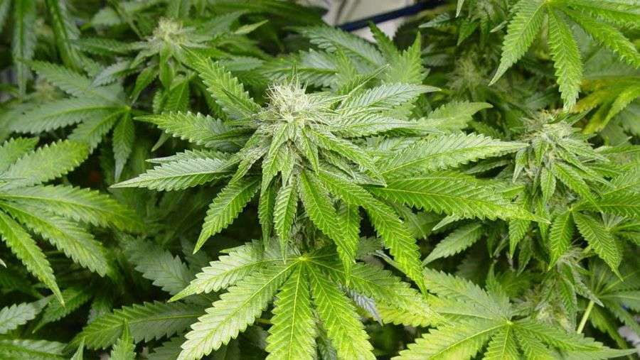 Nirvana Seeds - White Widow (fem.)