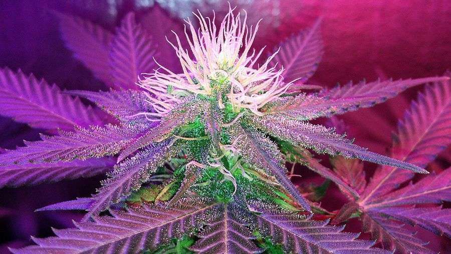 Nirvana Seeds - White Widow (fem.)