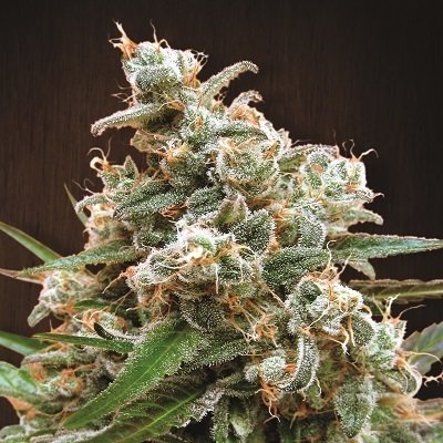 Ace Seeds - Nepal Jam (reg.) 02794