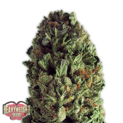 Heavyweight Seeds - Budzilla (fem.) 06114