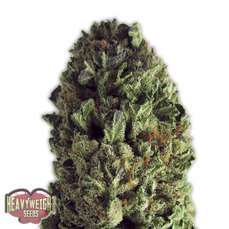 Heavyweight Seeds - Budzilla (fem.)