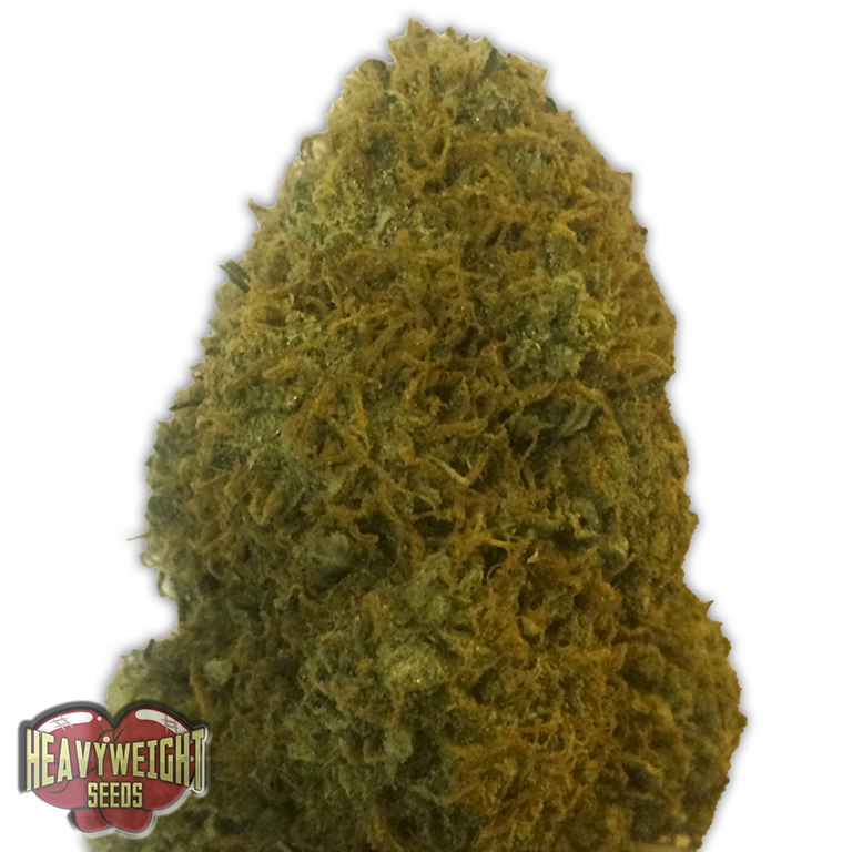 Heavyweight Seeds - Champion (fem.)