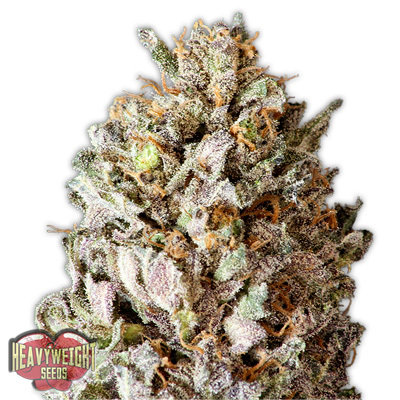 Heavyweight Seeds - Diesel Drift (fem.) 06116