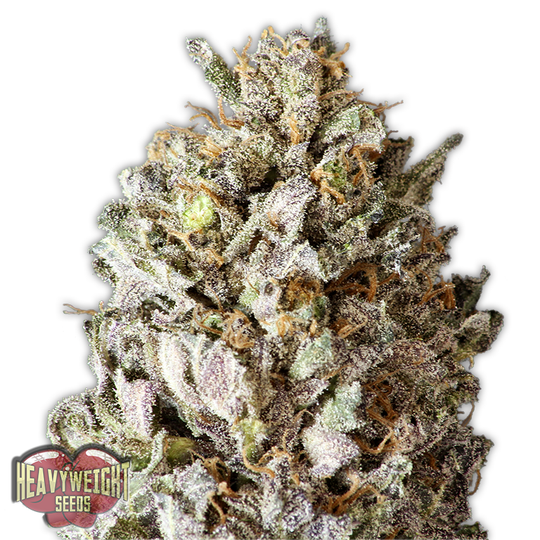 Heavyweight Seeds - Diesel Drift (fem.)