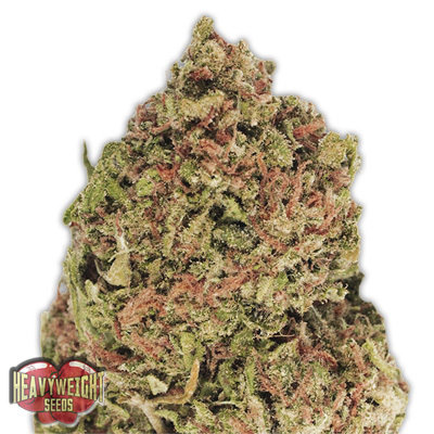 Heavyweight Seeds - Dream Machine (fem.) 06117