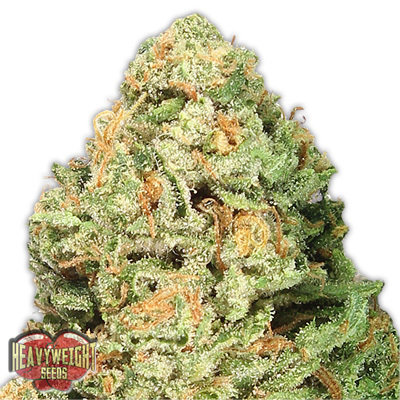 Heavyweight Seeds - Fruit Punch (fem.) 06118