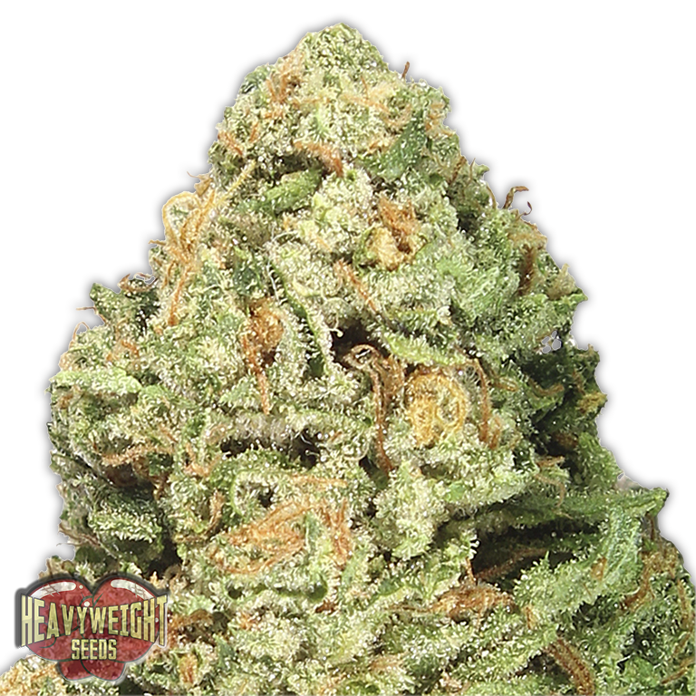 Heavyweight Seeds - Fruit Punch (fem.)