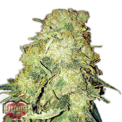 Heavyweight Seeds - Goldmine (fem.) 06119
