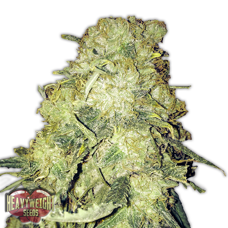 Heavyweight Seeds - Goldmine (fem.)