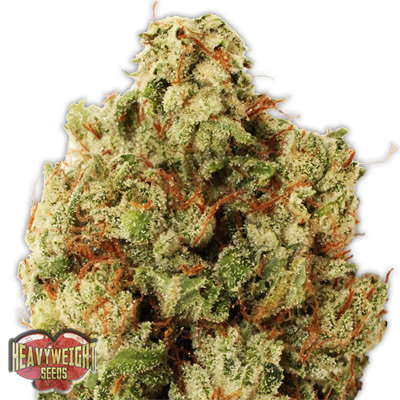 Heavyweight Seeds - Green Ninja (fem.) 06120