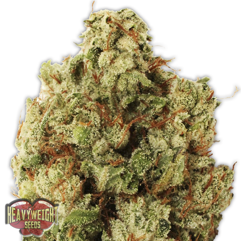 Heavyweight Seeds - Green Ninja (fem.)