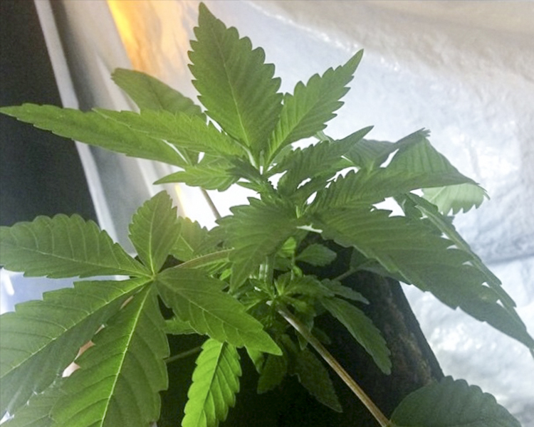 Heavyweight Seeds - Green Ninja (fem.)