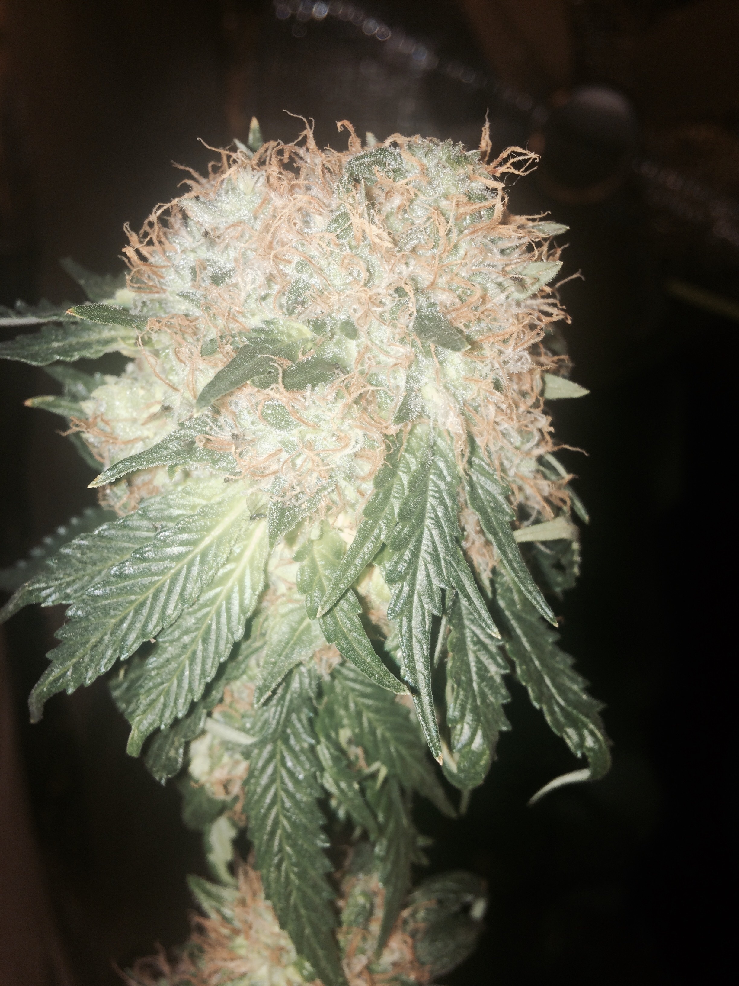 Heavyweight Seeds - Green Ninja (fem.)