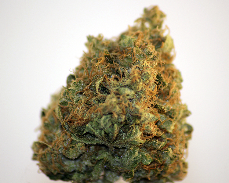 Heavyweight Seeds - Goldmine (fem.)