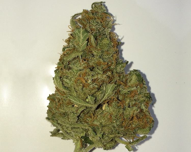 Heavyweight Seeds - Goldmine (fem.)