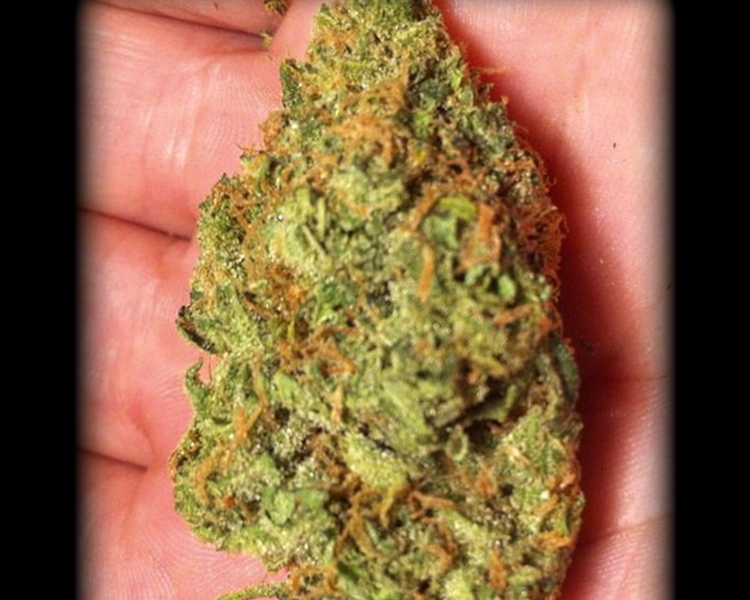 Heavyweight Seeds - Goldmine (fem.)