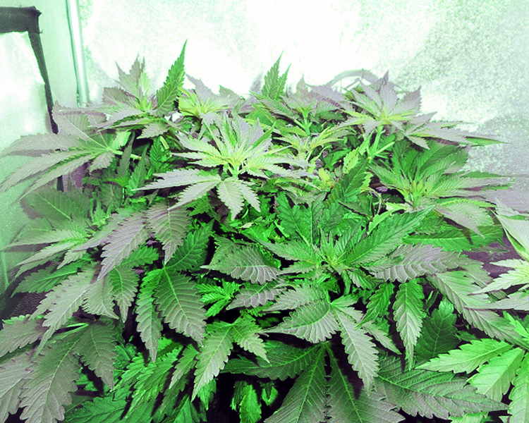 Heavyweight Seeds - Fruit Punch (fem.)