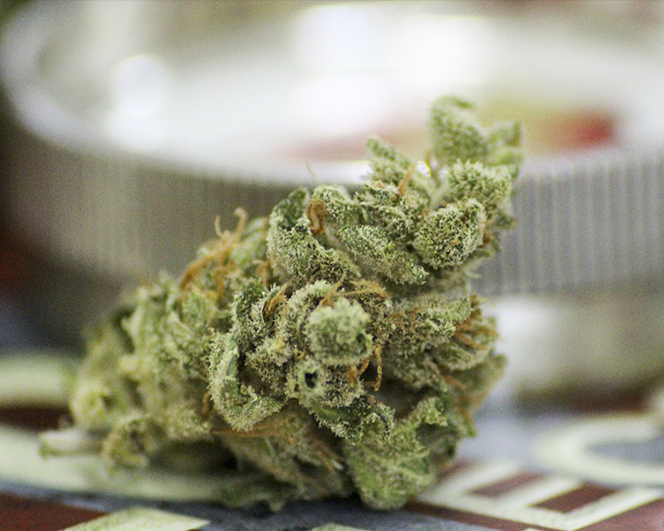 Heavyweight Seeds - Fruit Punch (fem.)