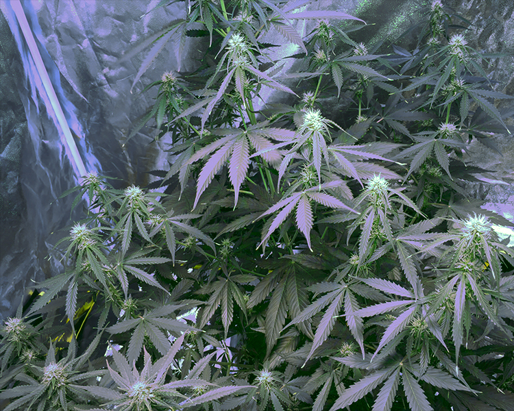 Heavyweight Seeds - Fruit Punch (fem.)