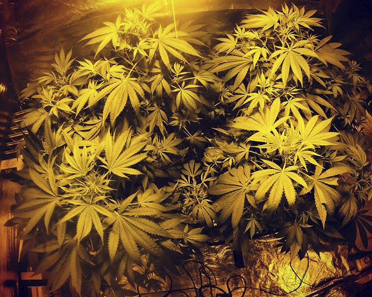 Heavyweight Seeds - Dream Machine (fem.)