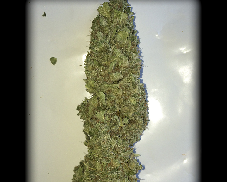 Heavyweight Seeds - Dream Machine (fem.)