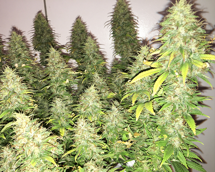 Heavyweight Seeds - Dream Machine (fem.)