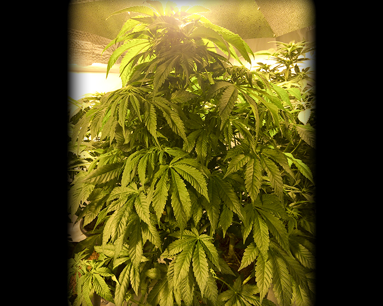 Heavyweight Seeds - Dream Machine (fem.)