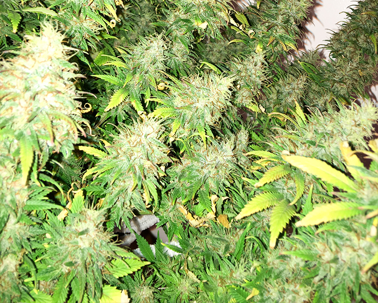 Heavyweight Seeds - Dream Machine (fem.)