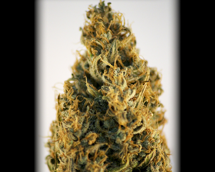 Heavyweight Seeds - Champion (fem.)