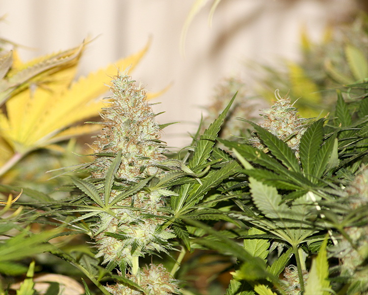 Heavyweight Seeds - Champion (fem.)