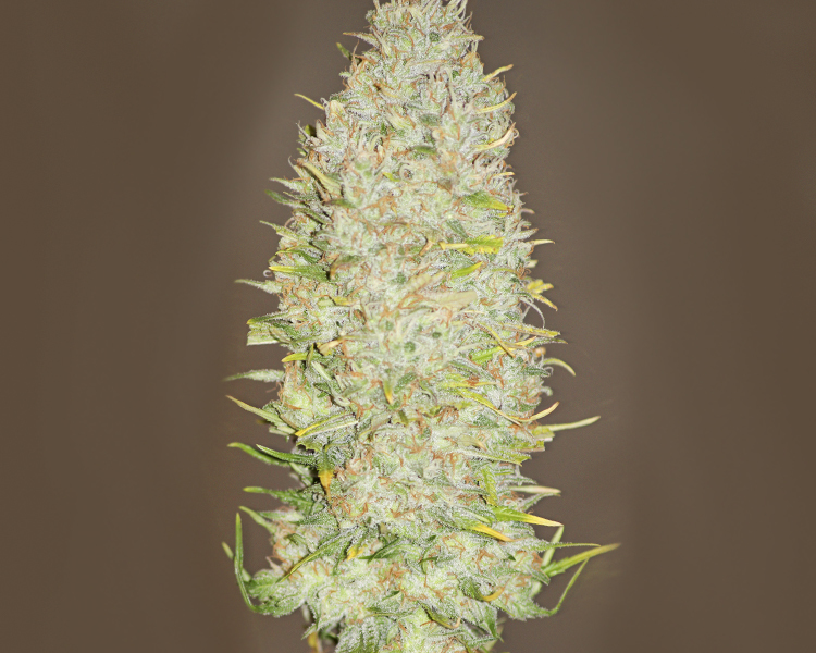 Heavyweight Seeds - Champion (fem.)