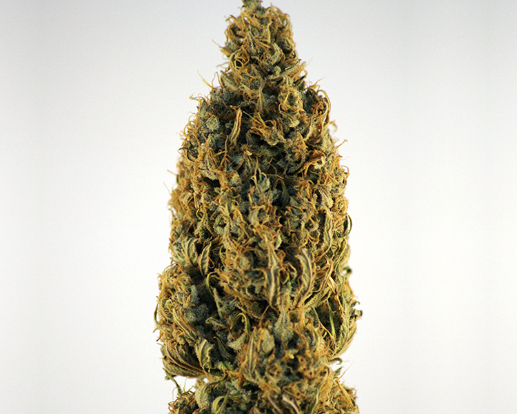 Heavyweight Seeds - Champion (fem.)