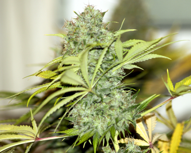 Heavyweight Seeds - Champion (fem.)