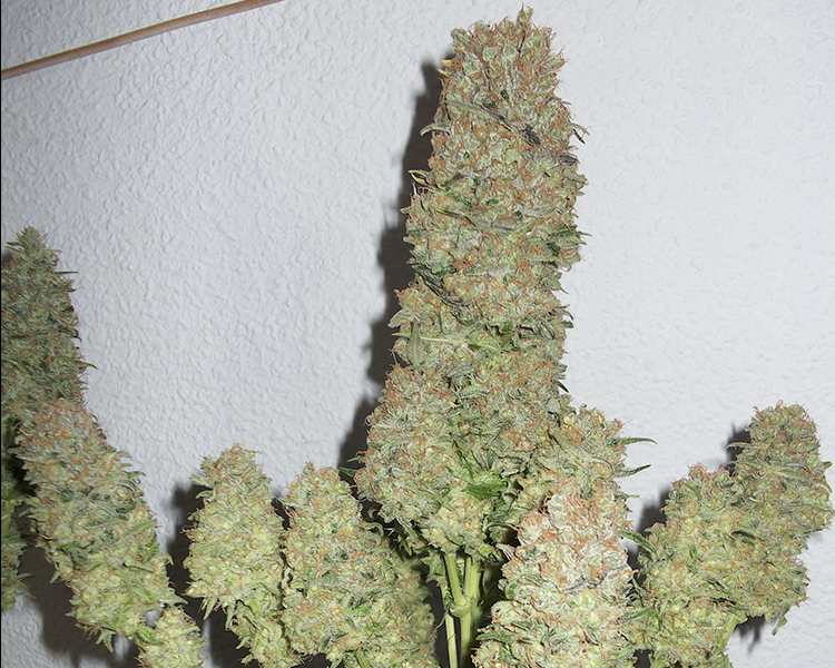 Heavyweight Seeds - Champion (fem.)