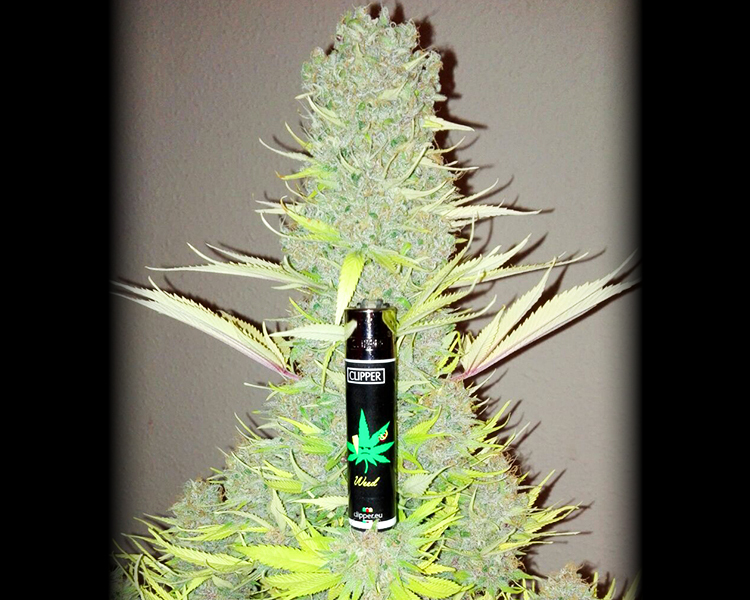 Heavyweight Seeds - Budzilla (fem.)