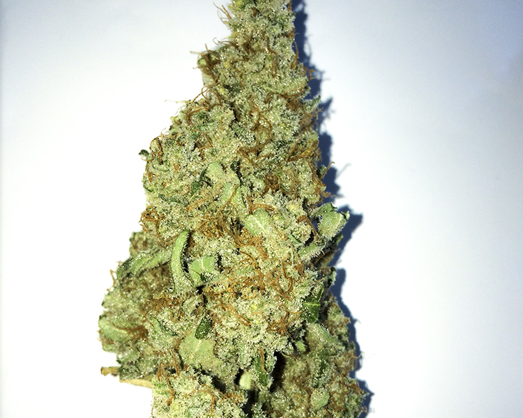 Heavyweight Seeds - Budzilla (fem.)