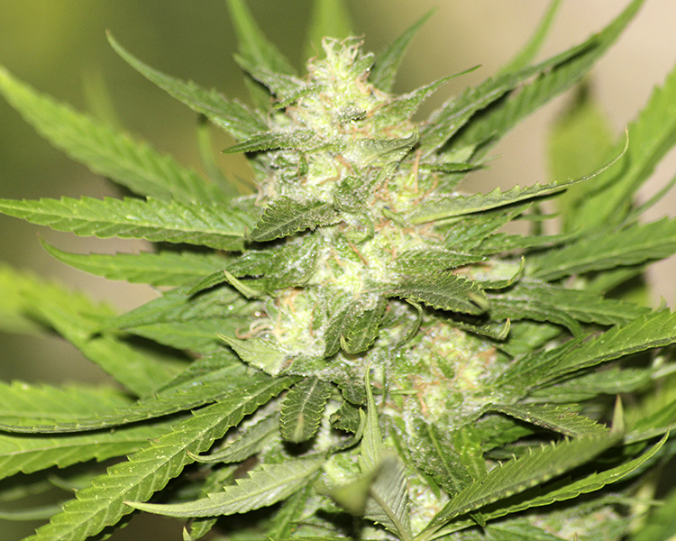 Heavyweight Seeds - Budzilla (fem.)